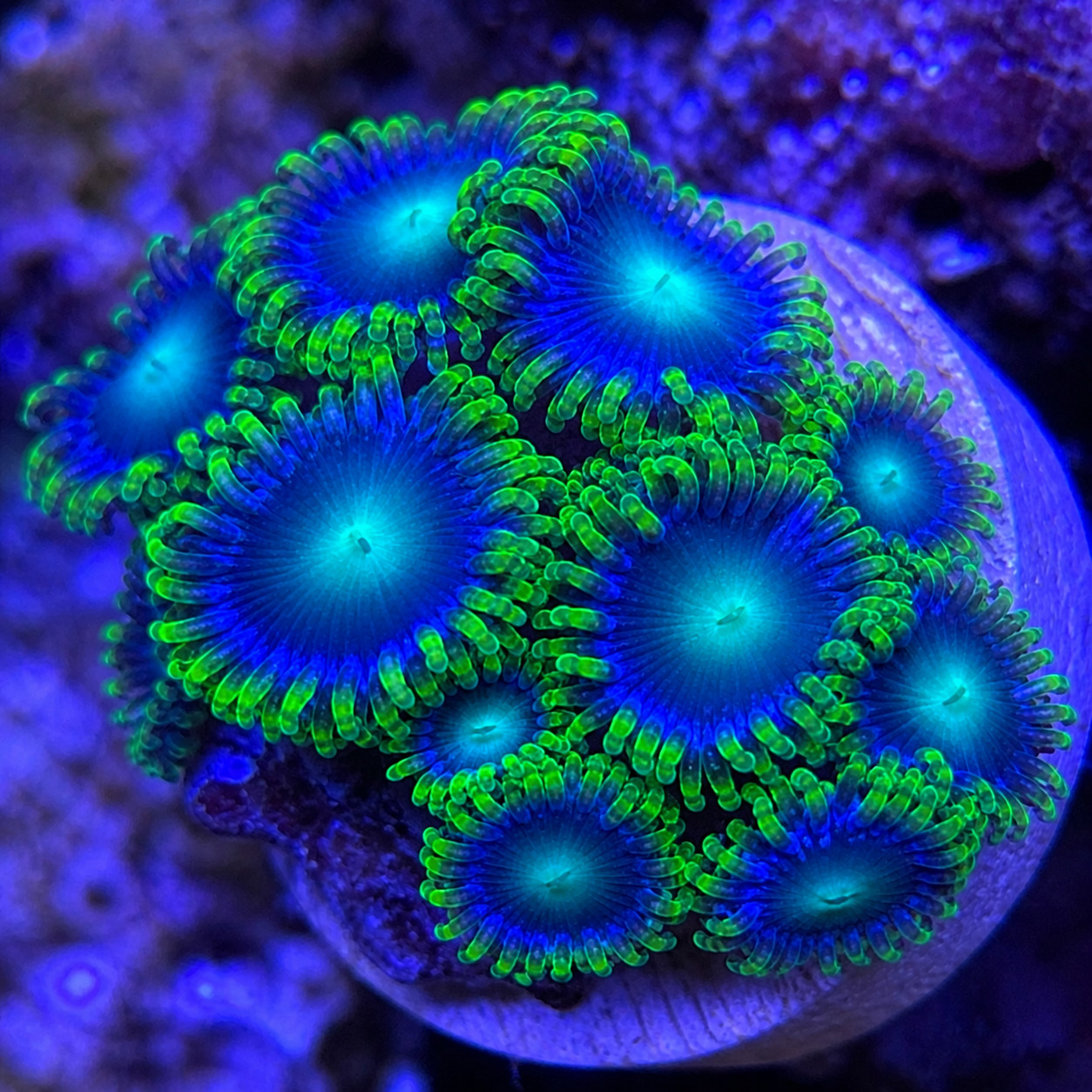 Radioactive Dragon Eye Zoanthids Coral Live Saltwater Aquari...