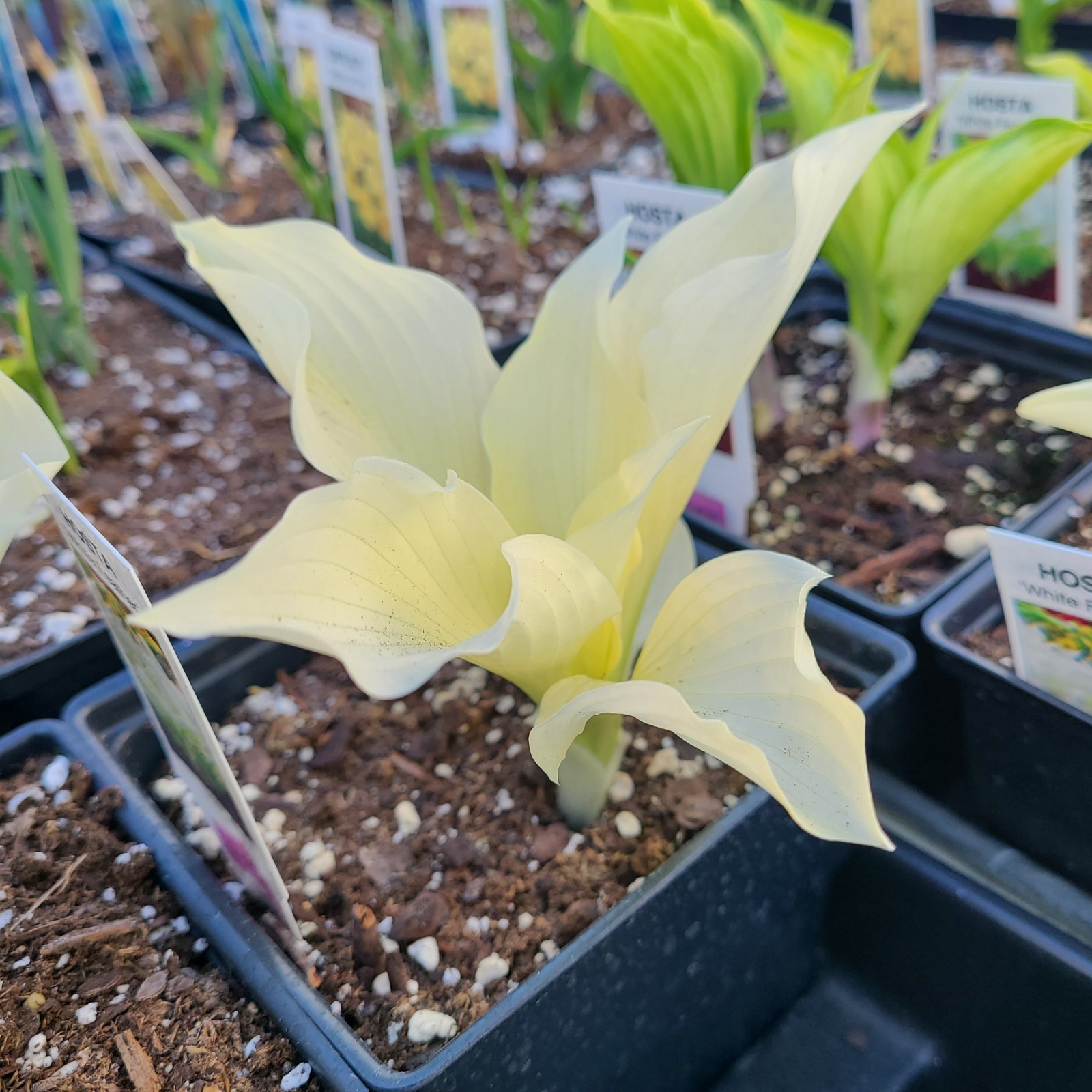 White Feather Hosta Bareroot