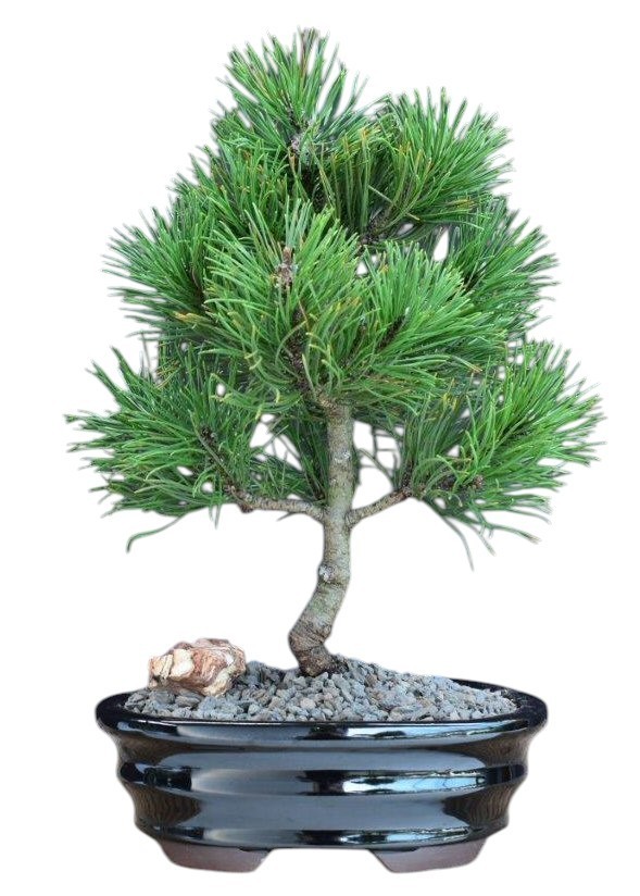 Mugo Pine Bonsai Tree 8-9"H Dwarf Live Plant Slow Grower