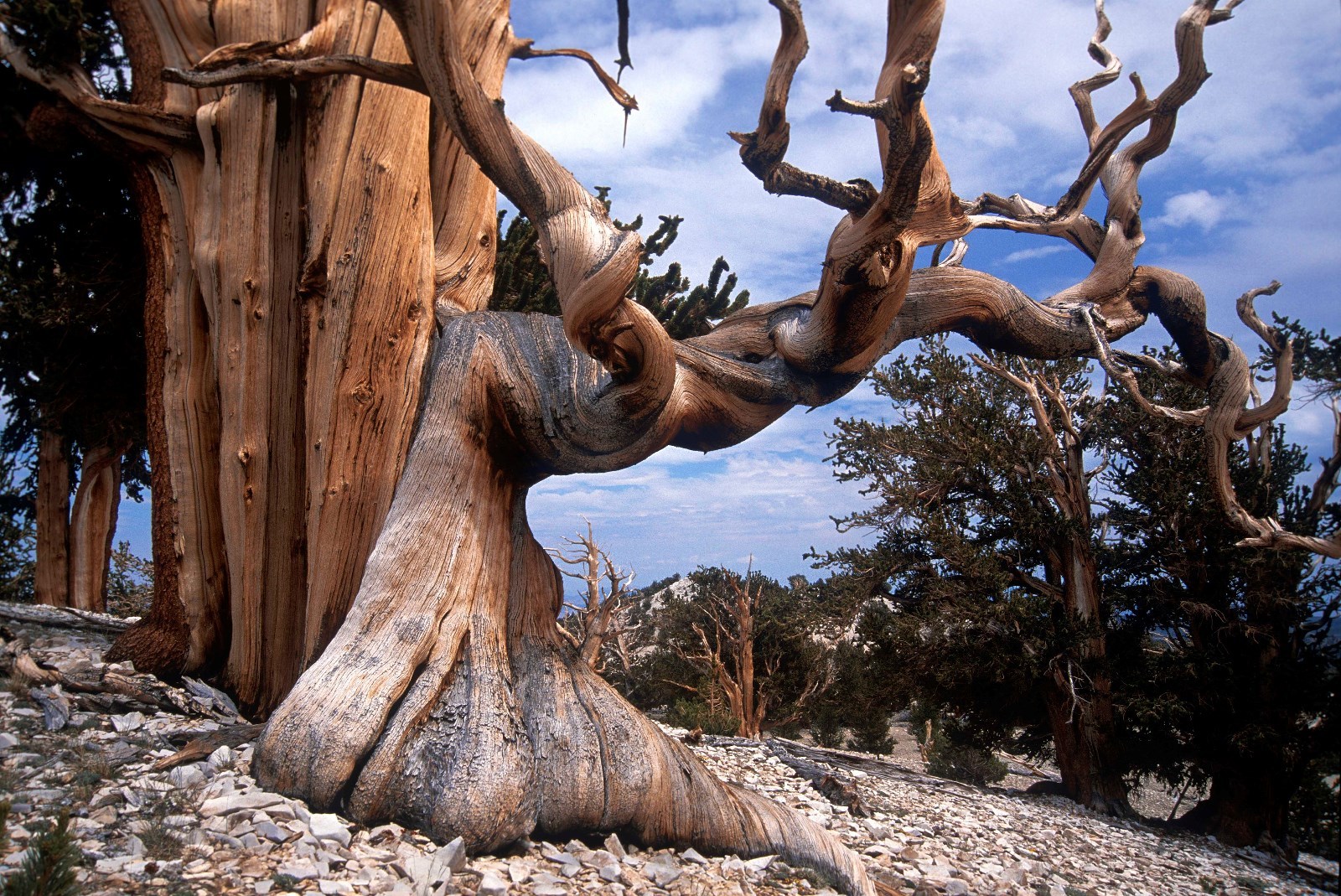 Bristlecone Pine (Pinus Aristata) Hardy Evergreen Bonsai Tre...