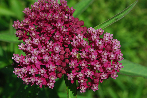 Milkweed Swamp Milk Weed Pink/Red Rose 50 Seeds