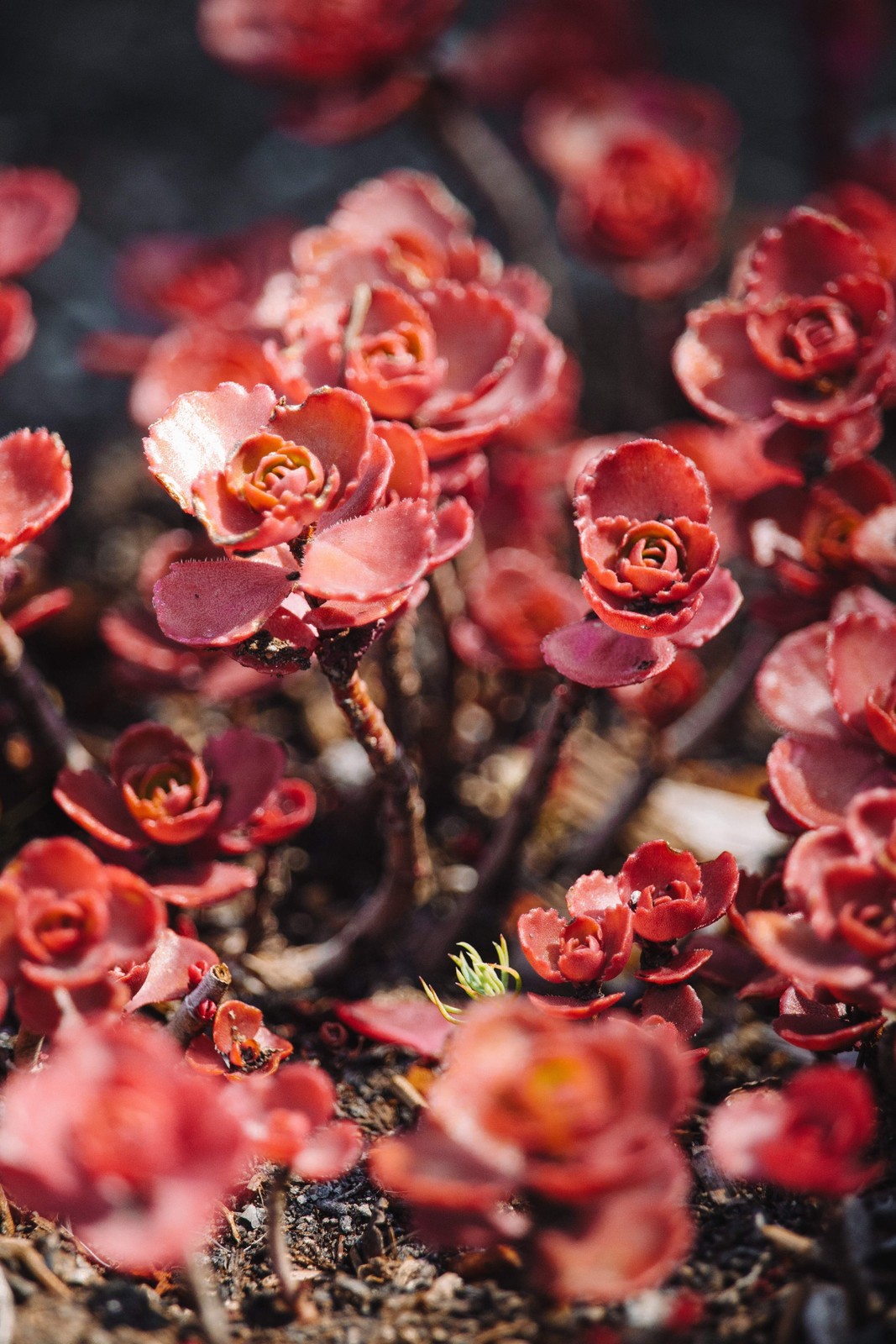 Red Dragons Blood Sedum Flower Seeds (50)