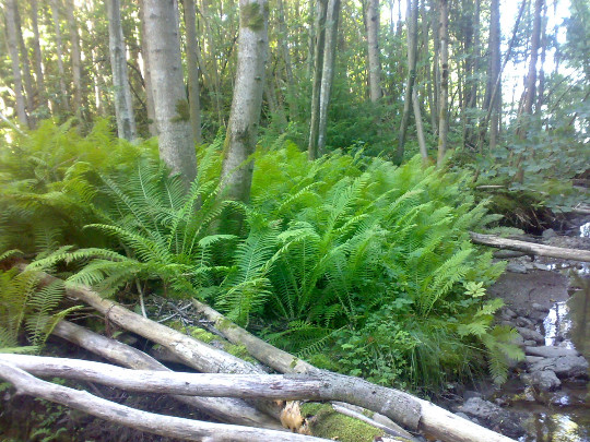 Ostrich Fern Wild Native Woodland Garden Dormant Bare Root C...