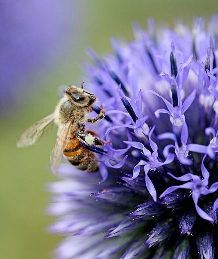Purple Giant Allium Giganteum Flower Seeds 50Pcs