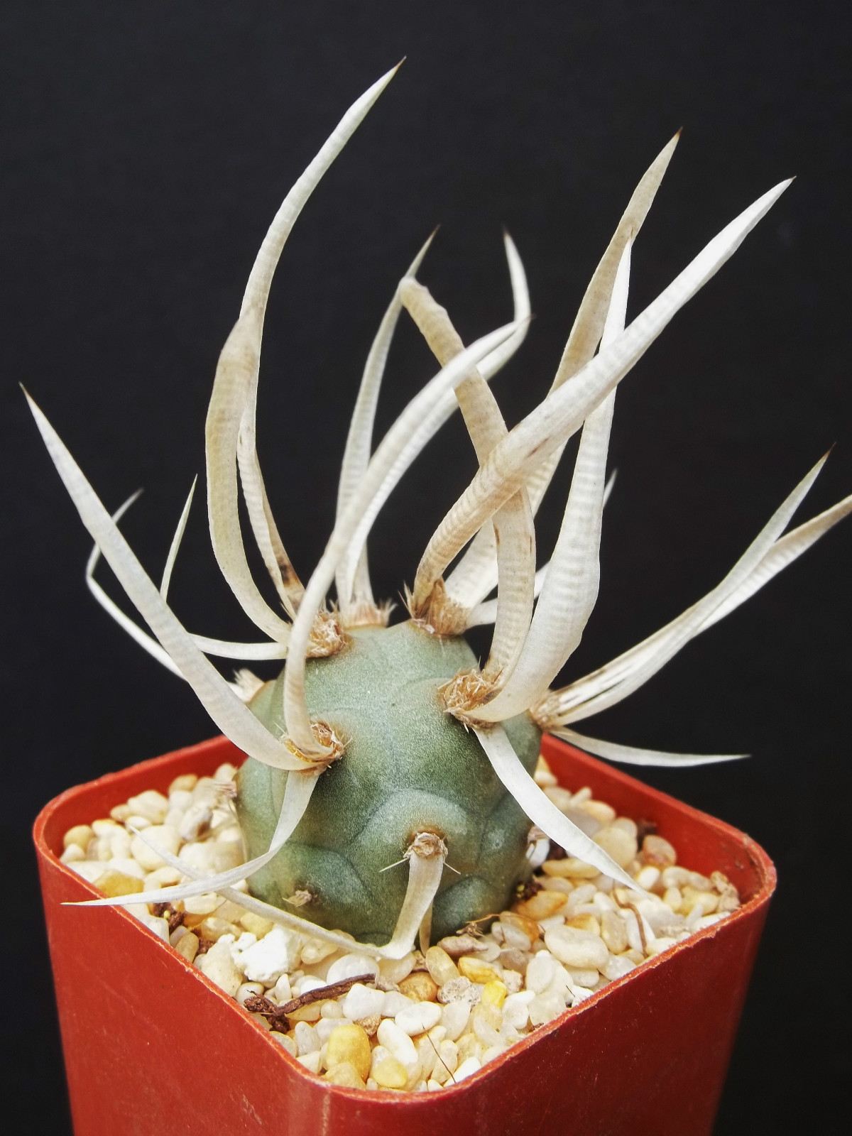 Tephrocactus Articulatus Rare Paper Spine Succulent Cactus P...