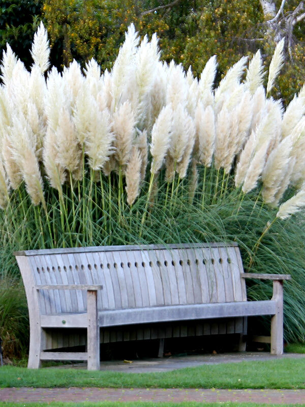 Pampas Grass Seeds | Ornamental White Seeds | USA Non-GMO Ga...
