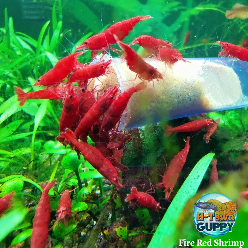 Cherry Fire Red Shrimp - Freshwater Aquarium Live Guarantee