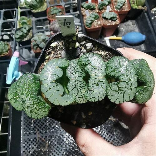 Haworthia Truncata Hybrid Succulent Plant, Potted, 6-8cm