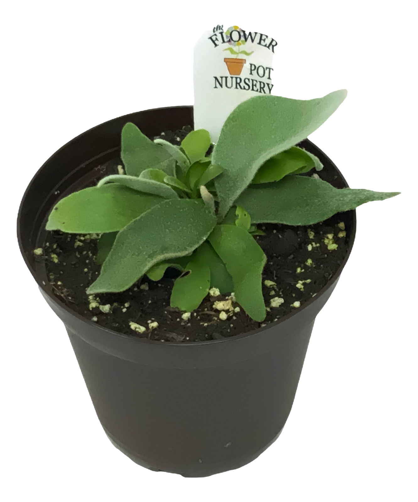 French Staghorn Fern Lemoinei - 4 Inch Pot