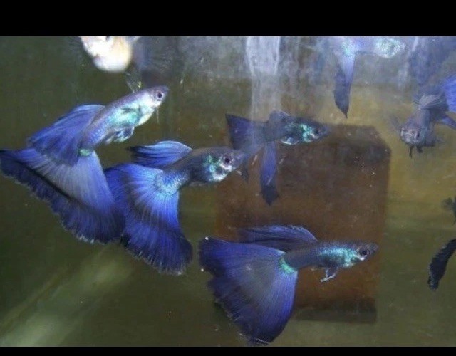 Blue Moscow Guppy Fry Fish
