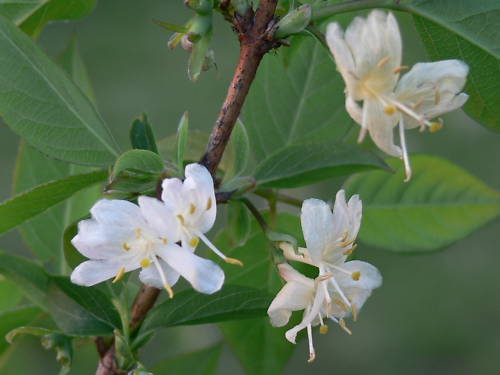 Winter Honeysuckle Lonicera Fragrantissima Shrub Seeds