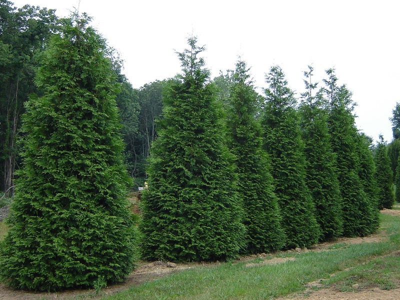 Green Giant Arborvitae Thuja Plicata Tree, 2.5" Pot (Pack of...