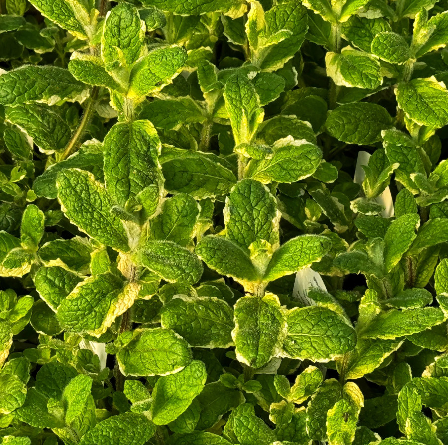Live Pineapple Mint Plant – Small – 3" Pot
