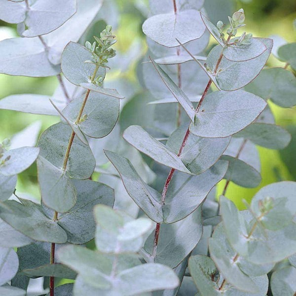 Eucalyptus Gunnii Cold Hardy Seeds