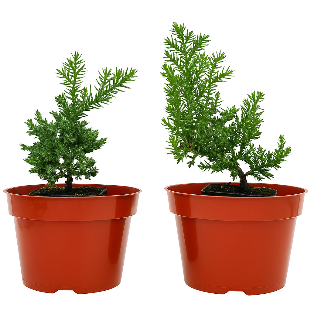 Live Juniper Pre-Bonsai Tree Two-Pack, Procumbens Nana