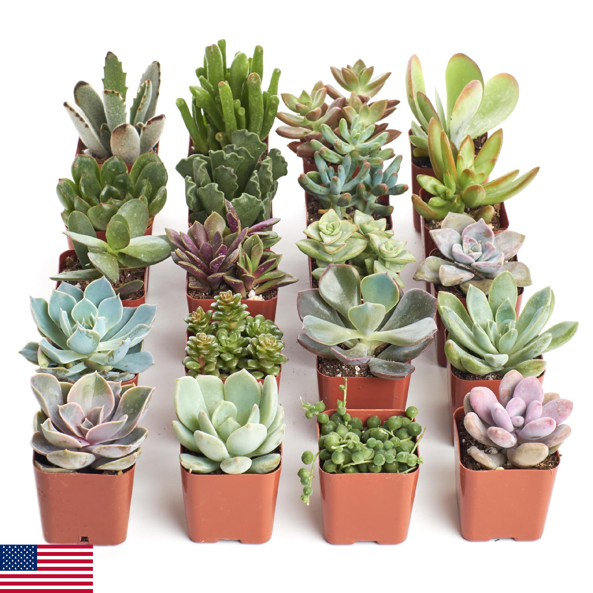 Unique Mini Succulents - Bulk Live Plants, Low Maintenance G...