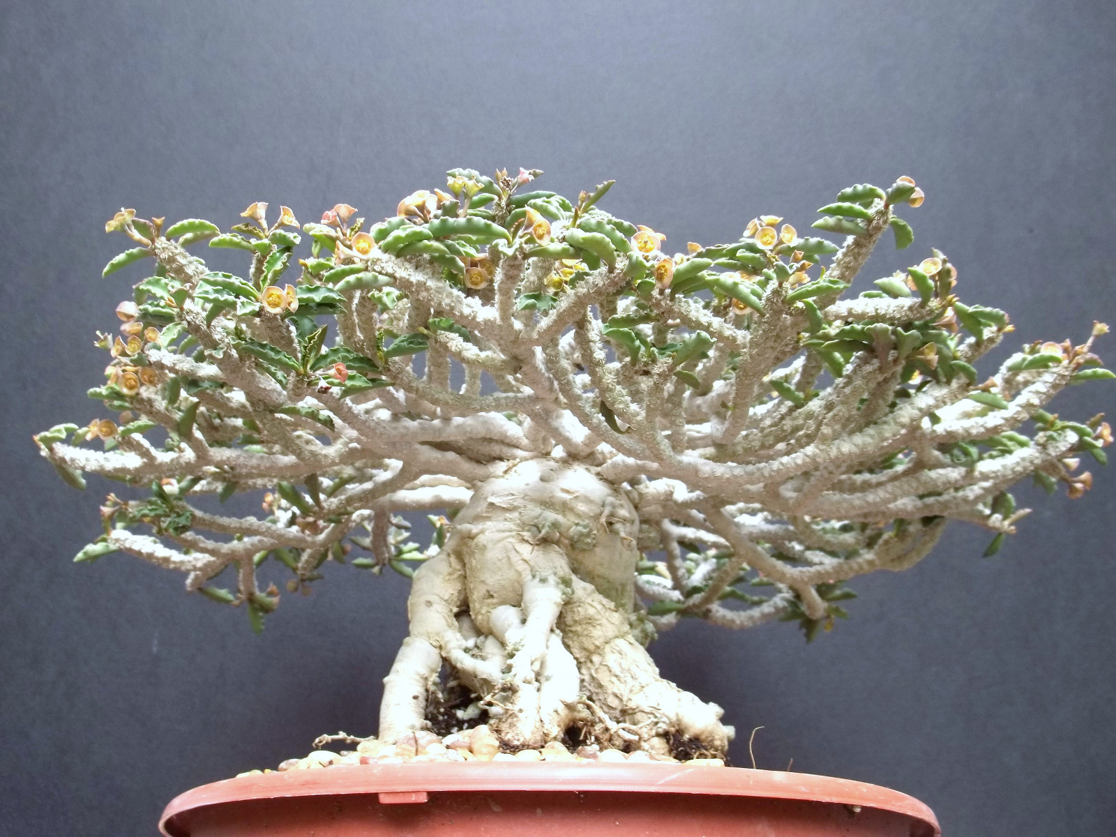 Euphorbia Capsaintemariensis Madagascar Bonsai Caudex Cacti...