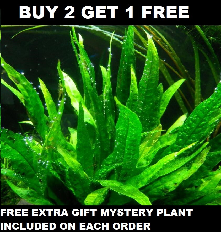 Java Fern Microsorum pteropus Live Aquarium Plants - 2 for 1