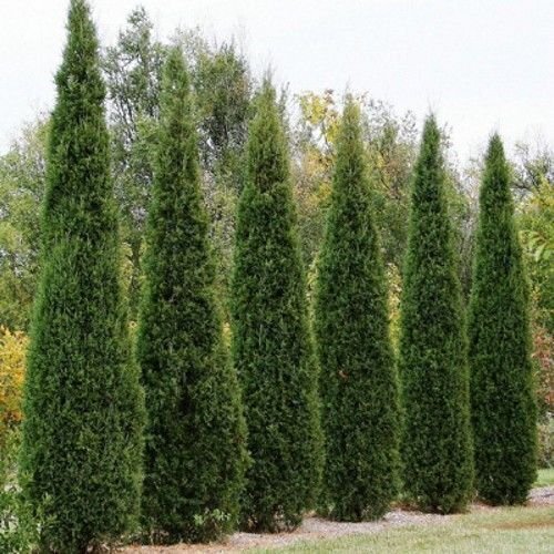 Eastern Red Cedar Tree Seeds - Juniperus virginiana - Over 2...