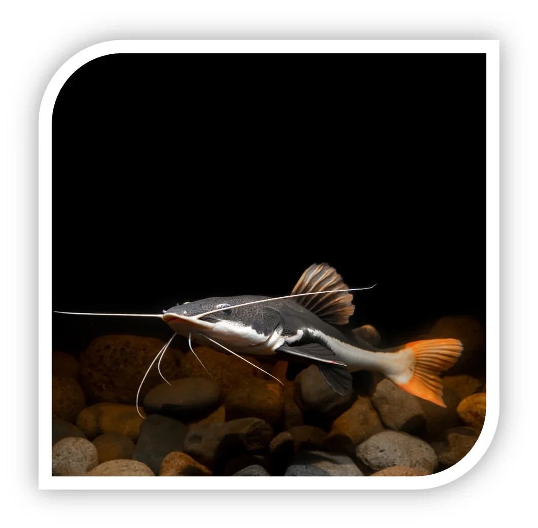 Redtail Catfish Freshwater Aquarium Fish – Live South Americ...