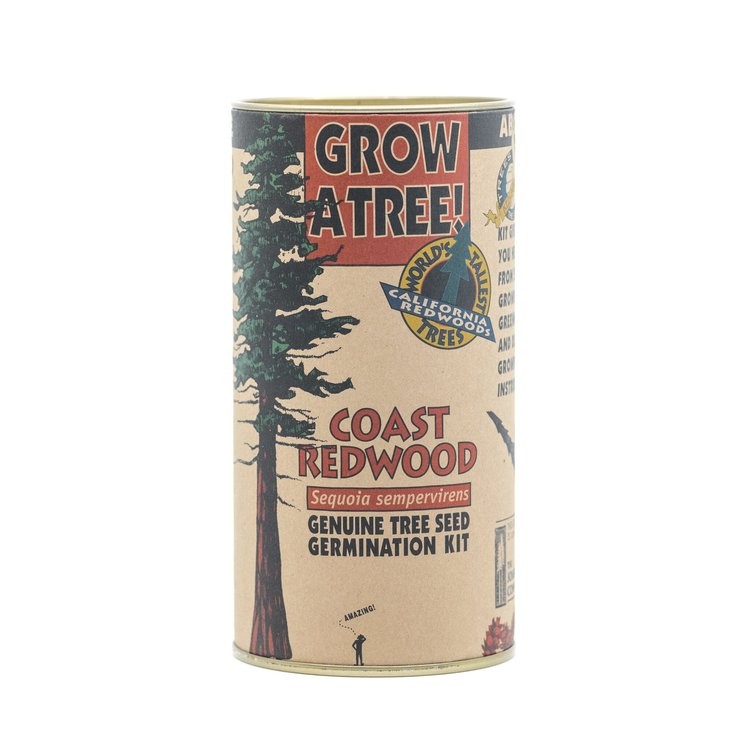 Coast Redwood Seed Grow Kit by Jonsteen Company