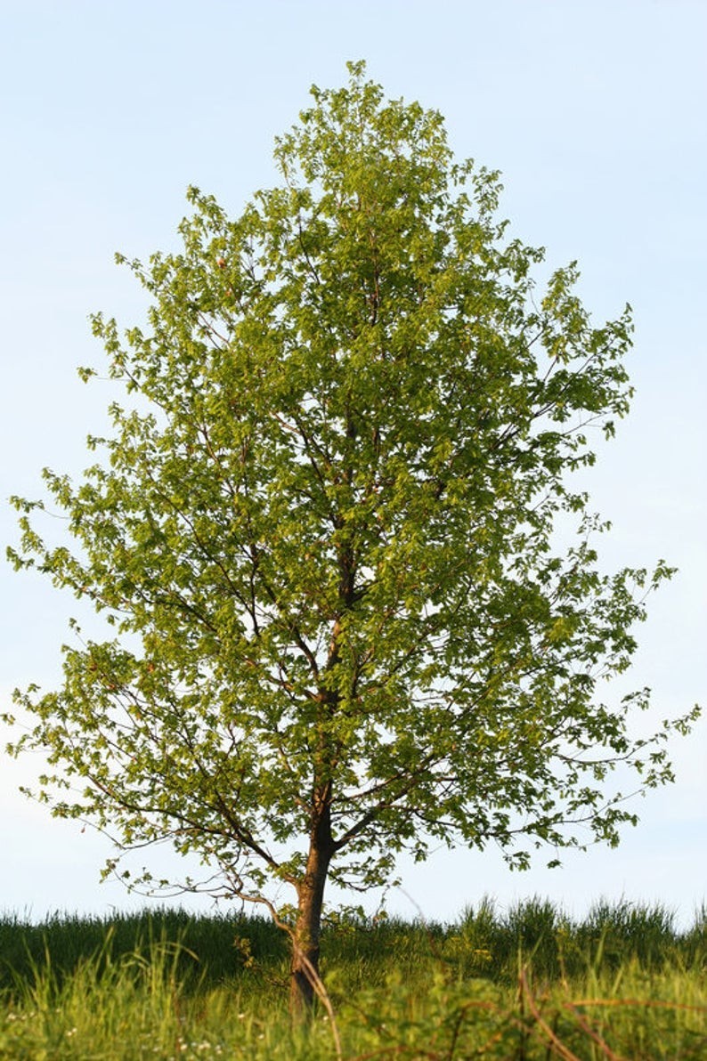 Hybrid Poplar Tree - Live Bare Root Plant