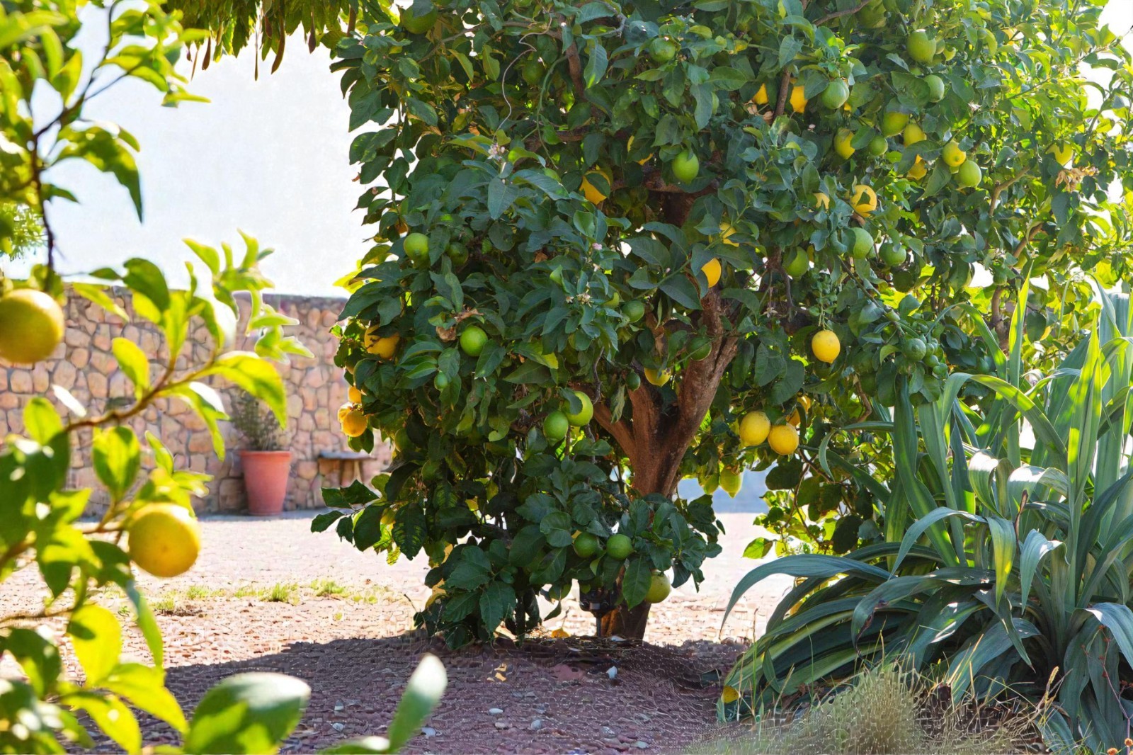 Meyer Lemon Tree Starter Kit - 5 Seeds