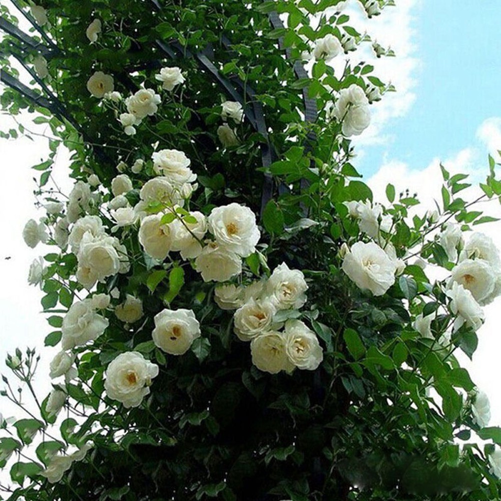 Rare Climbing Rose Seeds - Perennial Garden Plant
