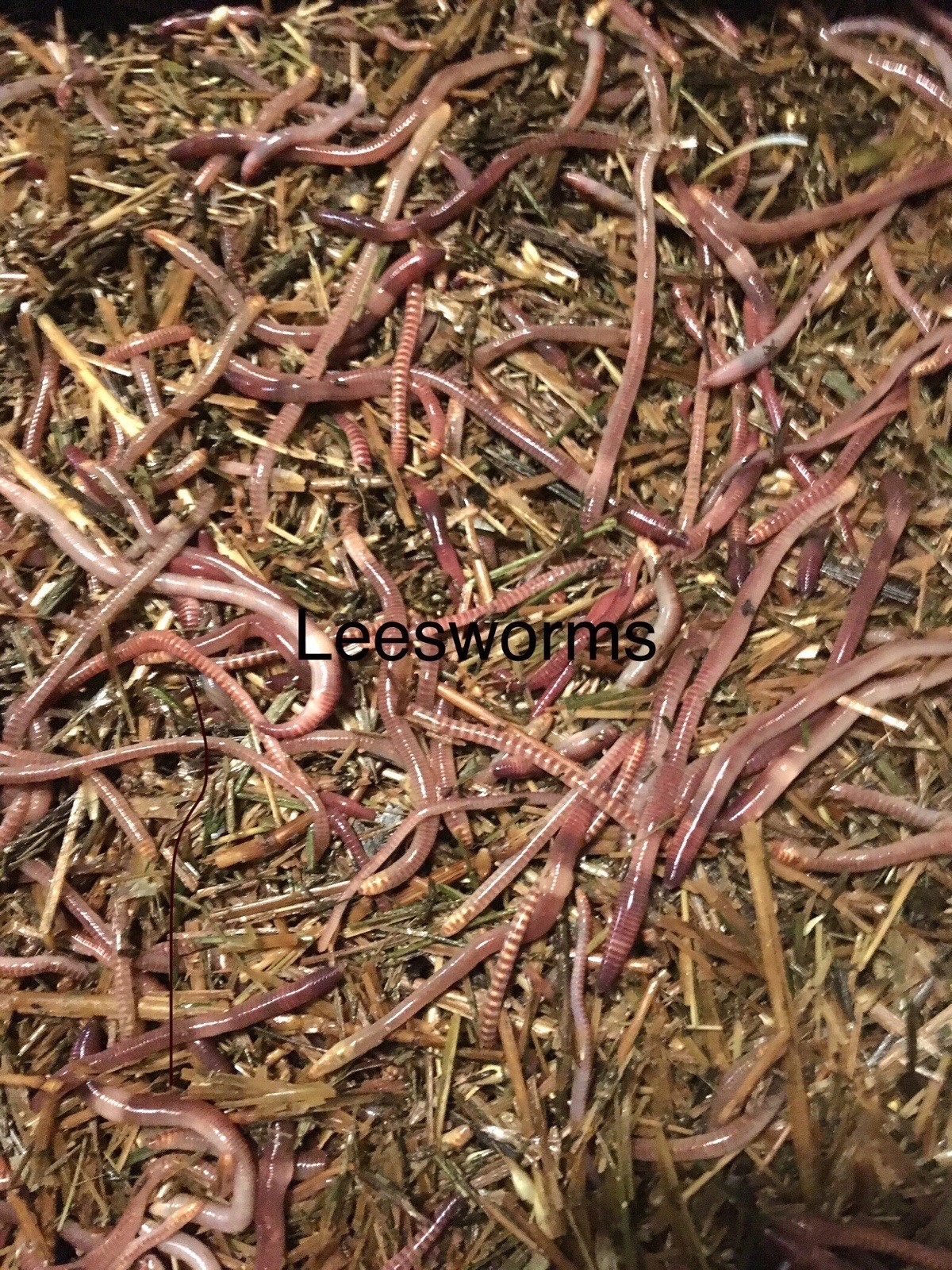 Red Wiggler Composting Worms - 1lb Pack