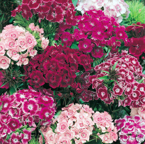 Mixed Sweet William Seeds, Heirloom Perennial Flower Seeds,...
