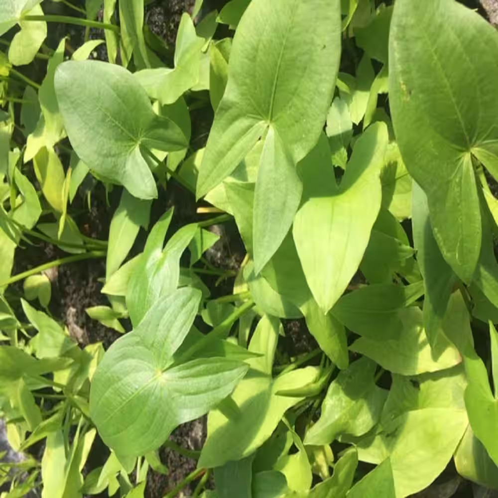 Givhandys 4 In. Potted Arrowhead Bog/Marginal Aquatic Pond P...