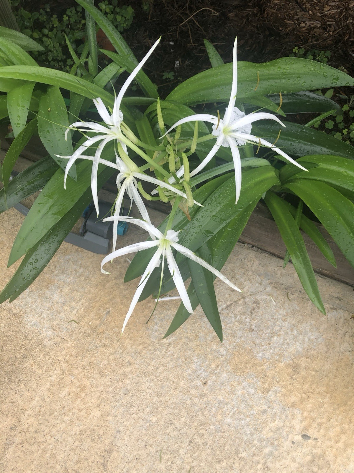 Heritage White Spider Lily (2 Each)