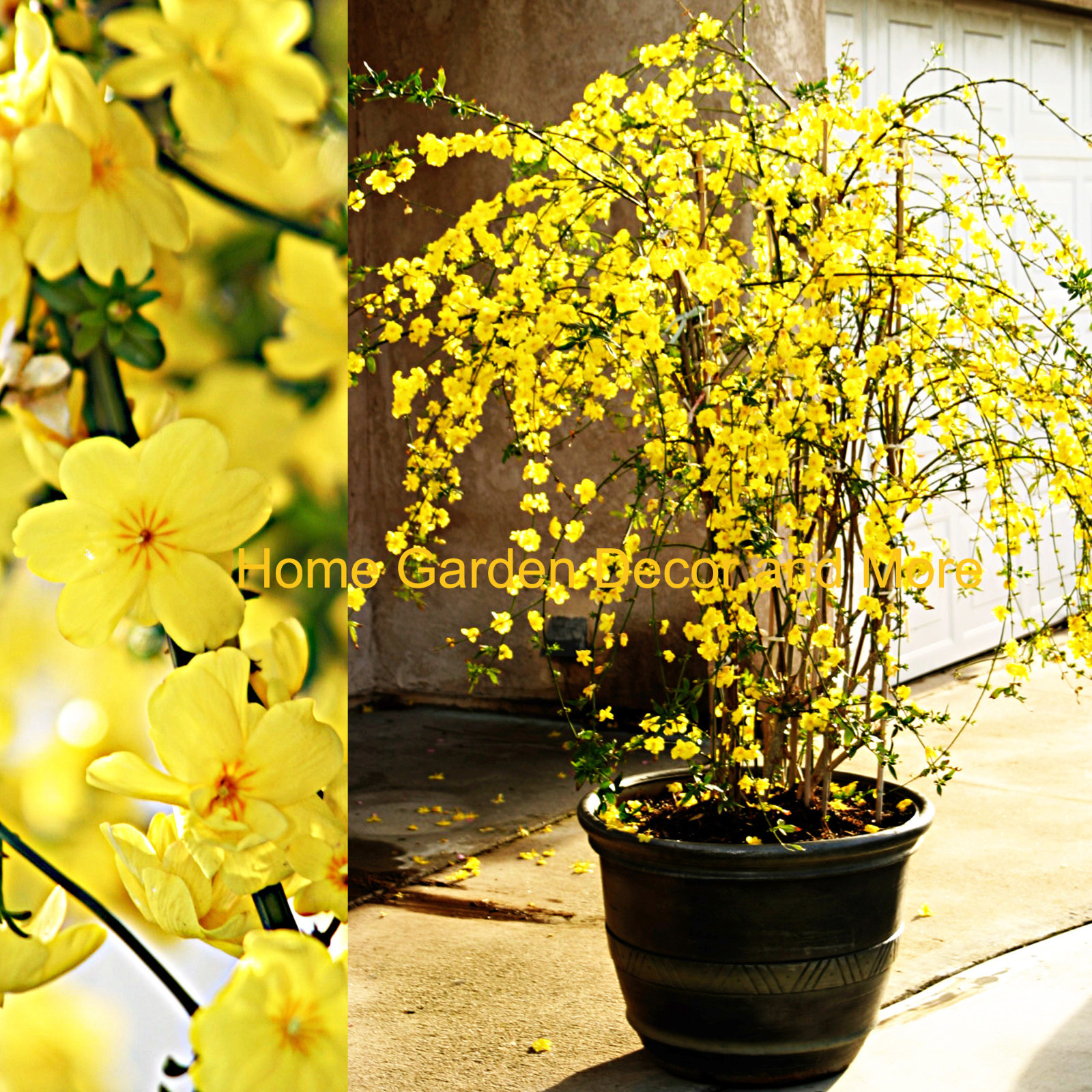 "Chinese Bright Yellow Winter Jasmine Vine Shrub (LIVE)"