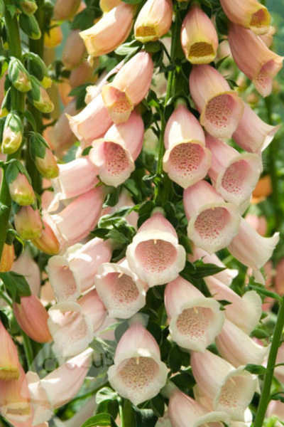 Peach Foxglove Seeds, Apricot Heirloom Flower, Tall Spikes 1...