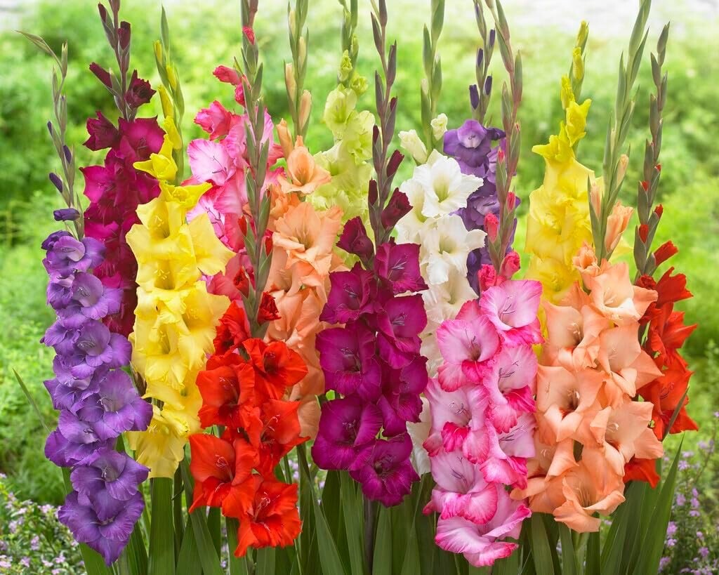 Mixed Color Gladiolus Bulbs
