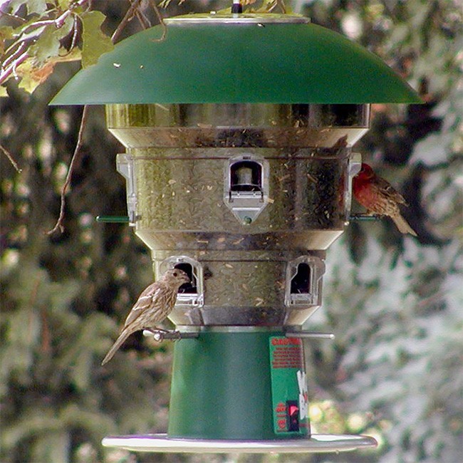 Wild Bill's Electronic Squirrel Proof Bird Feeder 8 Feeding...