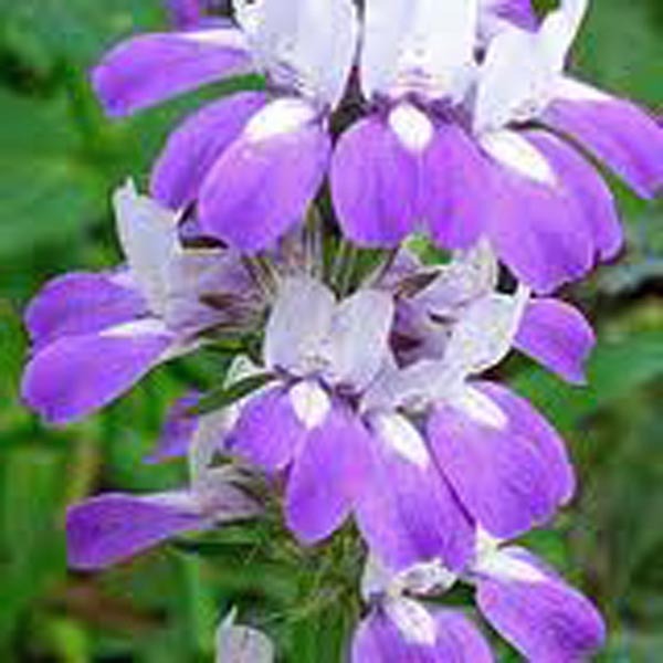 Chinese Houses, Unique Delicate Flowers, 25+ Seeds Beautiful...