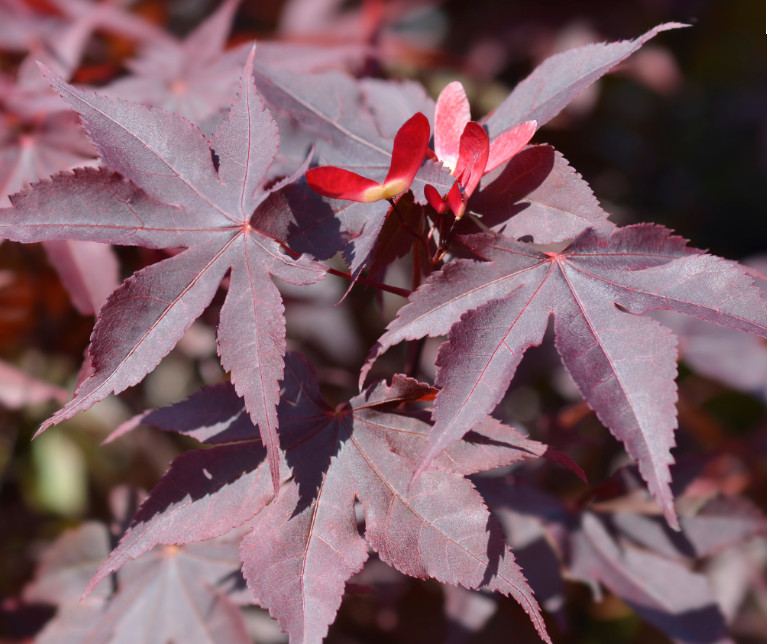 Bloodgood Japanese Maple Tree - 6-10" Tall - 1 Gallon Pot -...