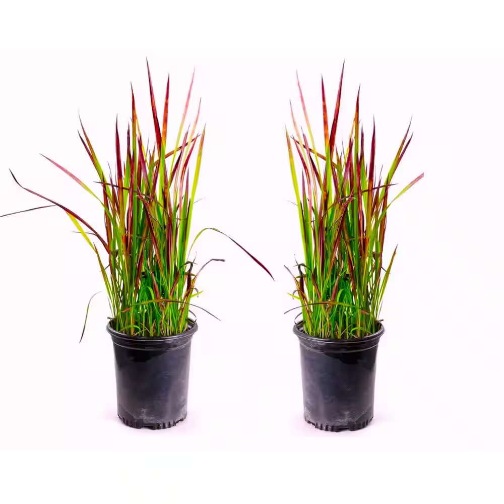 Japanese Blood Grass with Striking Bright Red Color, 1 Gal (...