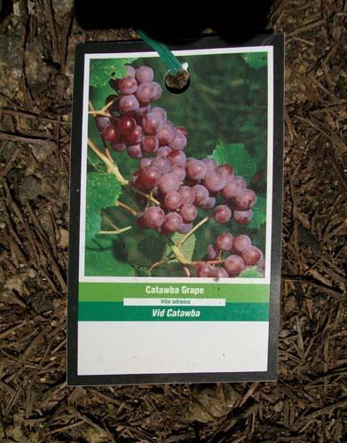 Catawba Grape Vine - 2 Gallon Live Plant