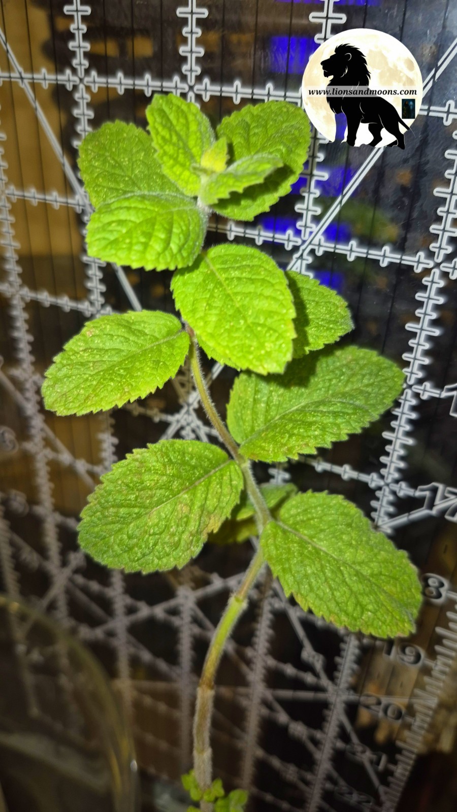 Apple Mint Live Plant 10 Inch Starter Plant Mentha Suaveolen...