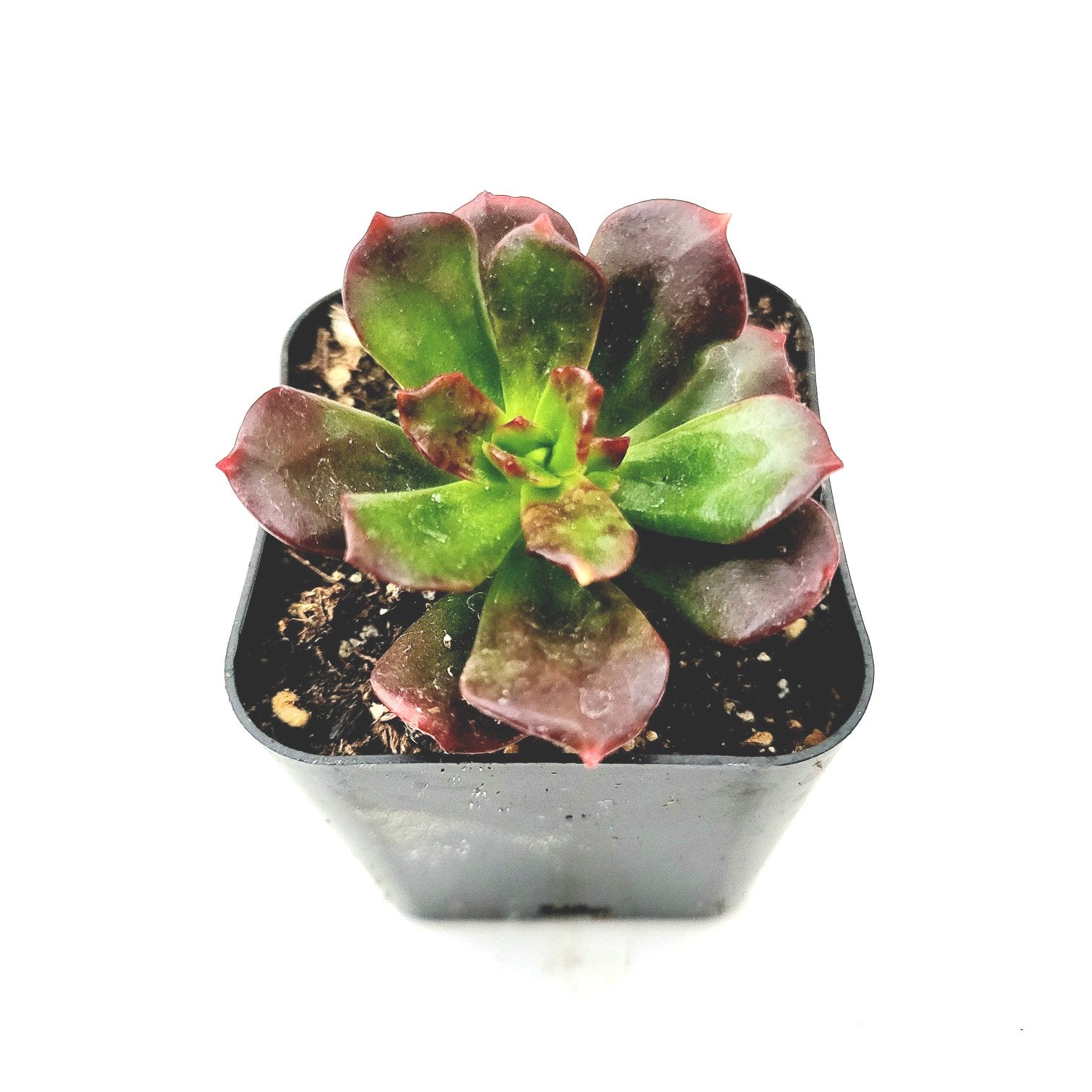 Echeveria Multicaulis 'Copper Rose' Succulent Plant