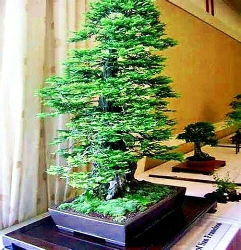 California Coast Redwood Seeds Giant Sequoia Bonsai (20 Seed...