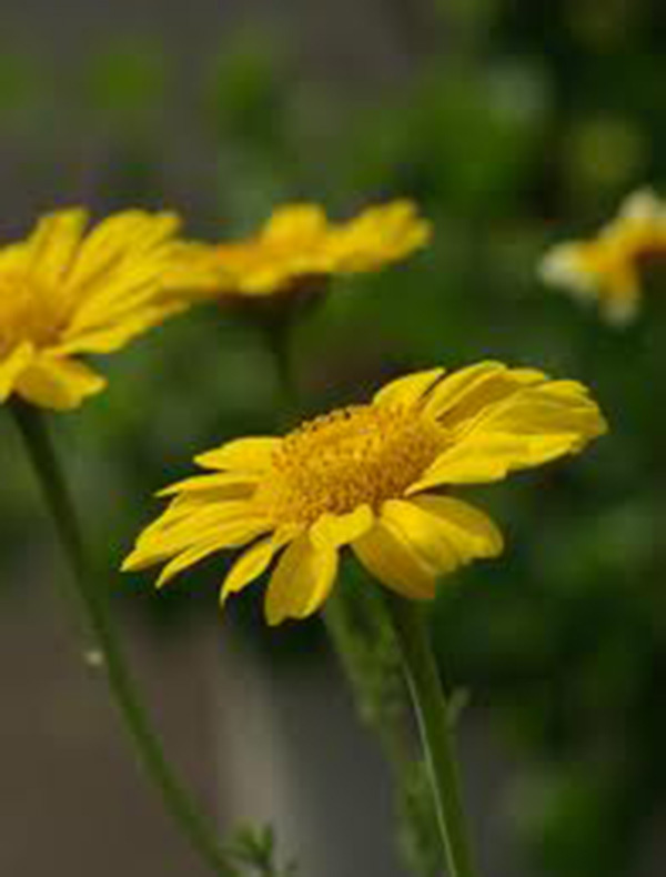 GARLAND Chrysanthemum, 50+ Seeds, Golden Yellow Blooms