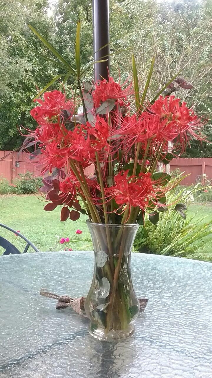 Red Spider Lily Bulbs 10-Pack (Lycoris Radiata)