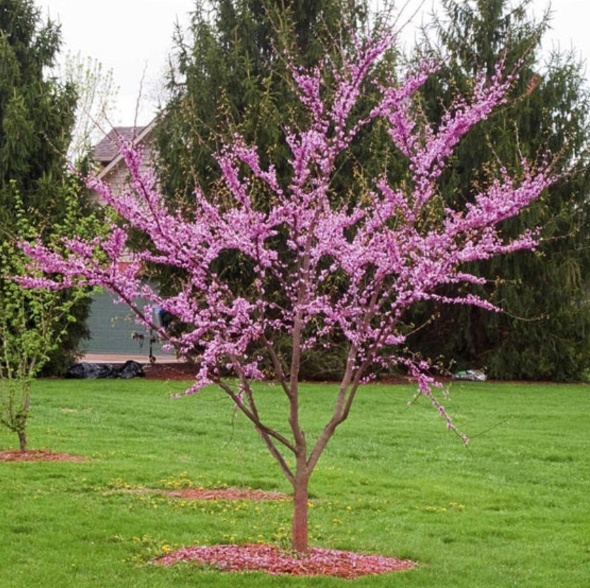 Eastern Redbud Trees – Live Plants Seedlings – Quart Pot