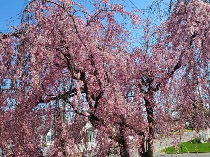 Pink Japanese Weeping Cherry Tree Rooted Live Plant 6"-12" T...
