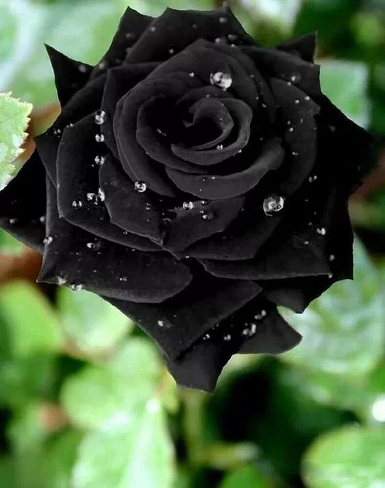 Black Rose Seeds Perennial Flower Shrub — 100pcs