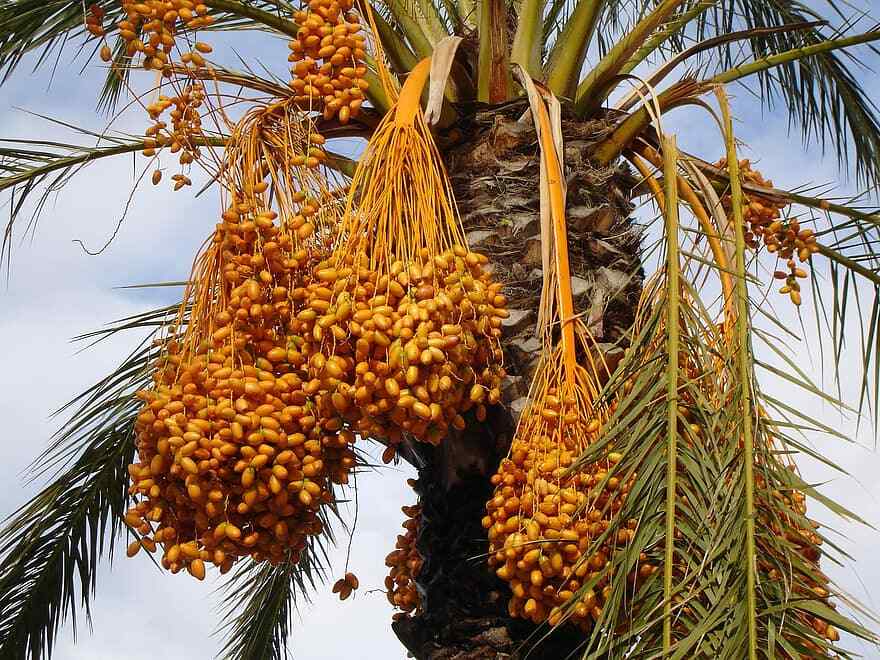 Medjool Date Palm Tree Seeds - Phoenix Dactylifera, Edible F...