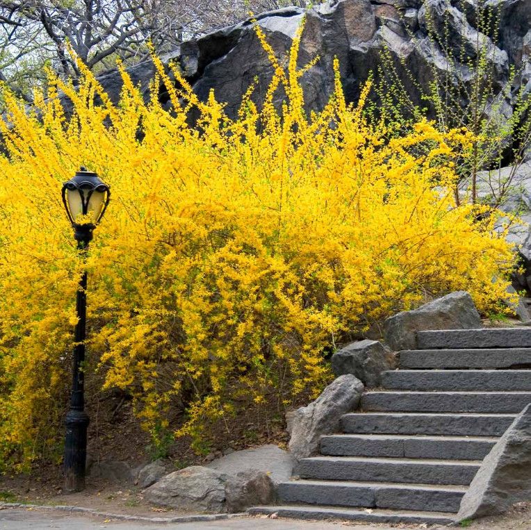 Forsythia Bush Cuttings, 5-8" Tall, Fast Growing Shrub